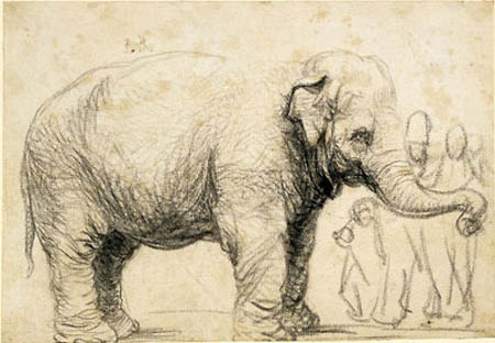 “大象”。伦勃朗，大约1637年。黑色粉笔和木炭