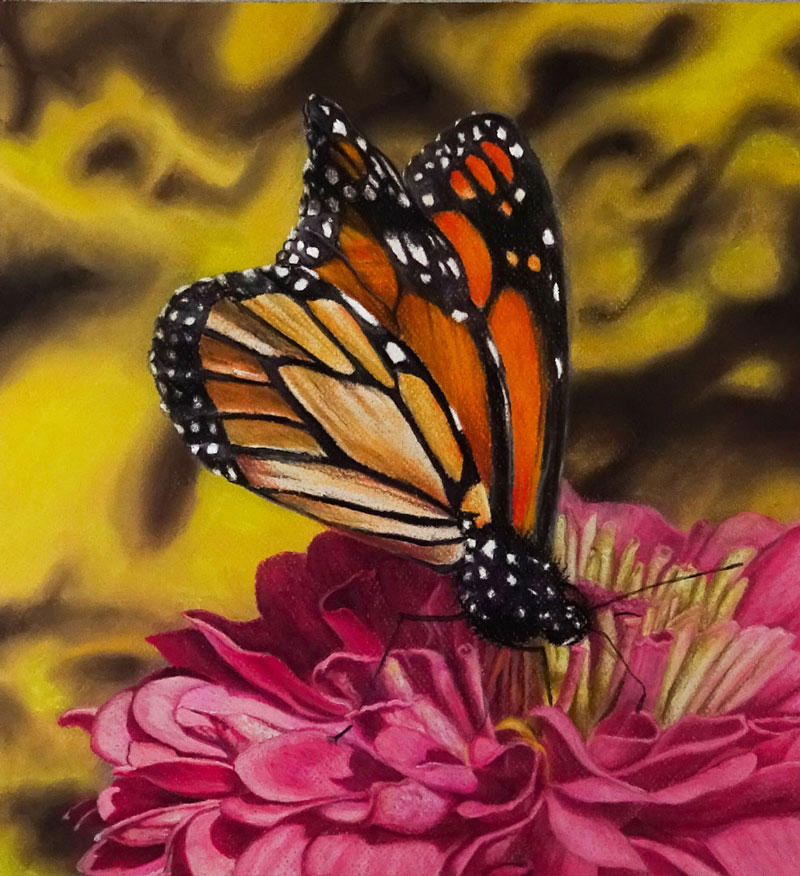 用彩色铅笔画一只蝴蝶