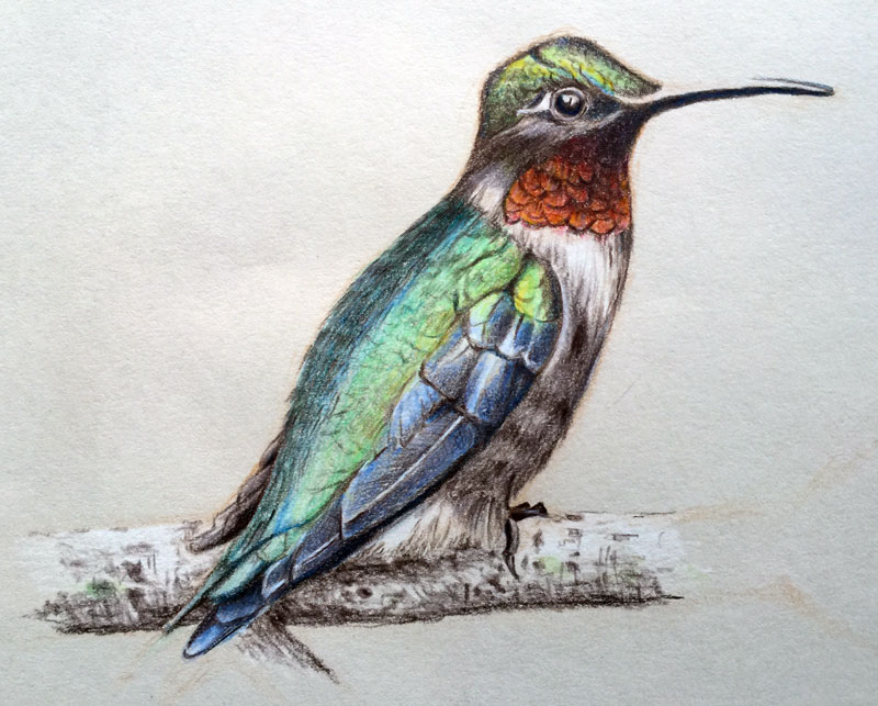 油基彩色铅笔画一只鸟