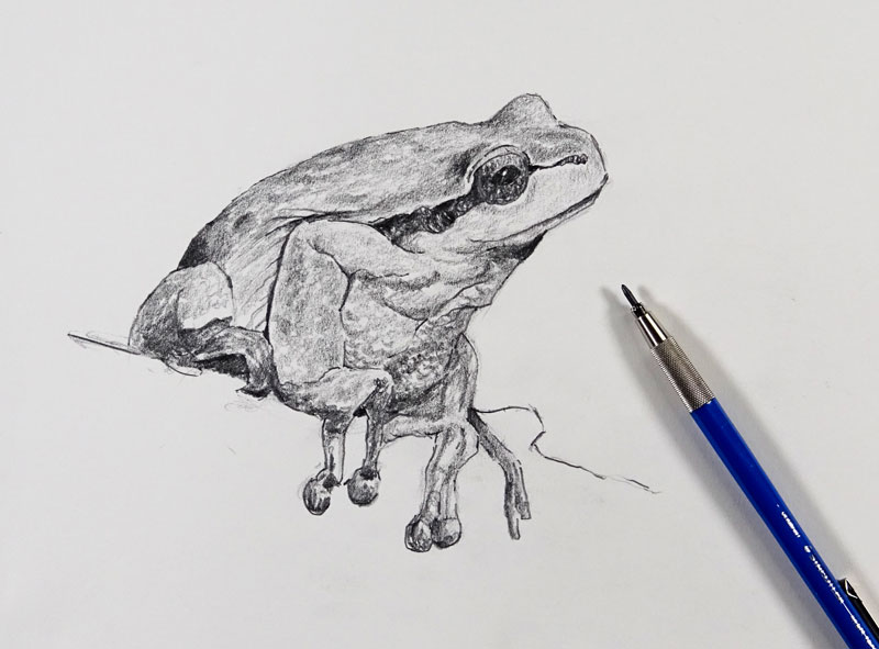 一只青蛙的素描