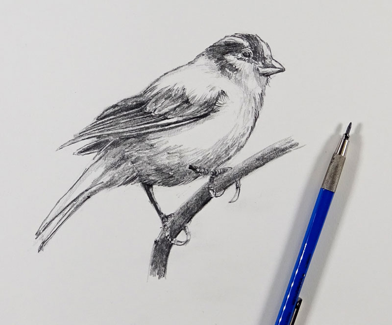 如何用铅笔素描一只鸟