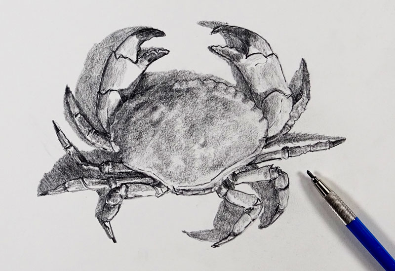 如何画螃蟹