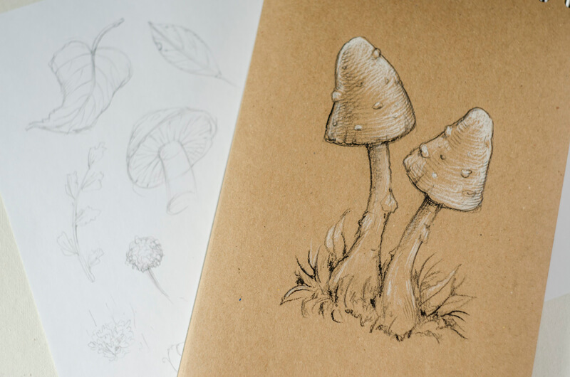 蘑菇草图