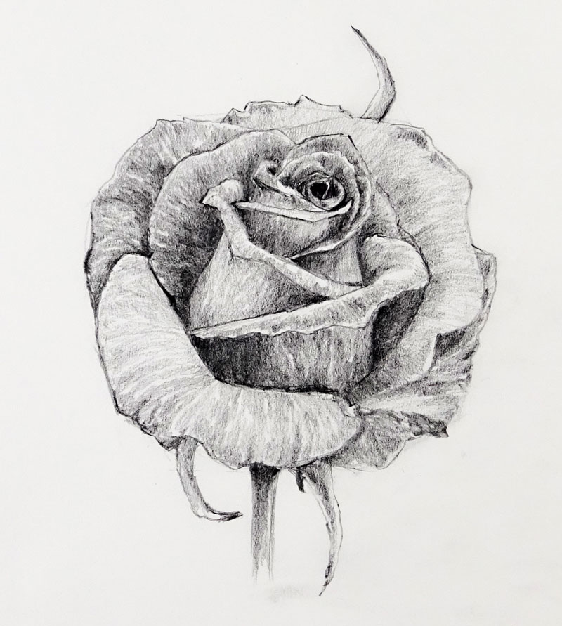一枝玫瑰的铅笔素描