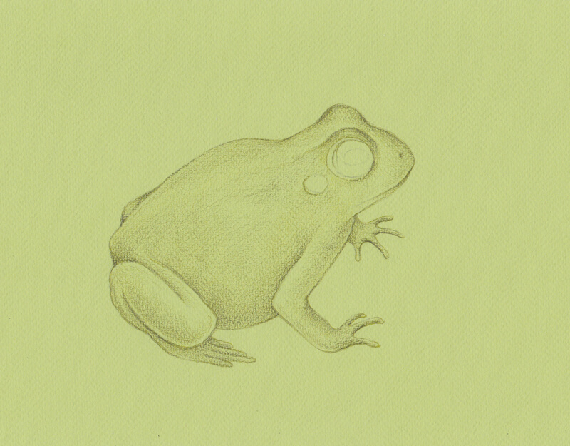 画青蛙的纹理