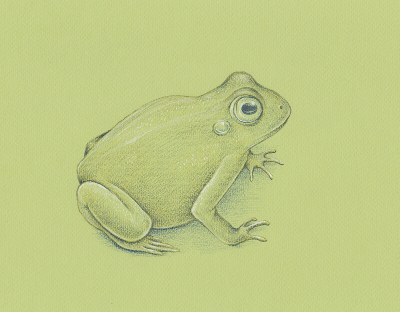 用石墨笔给青蛙的背面添加颜色