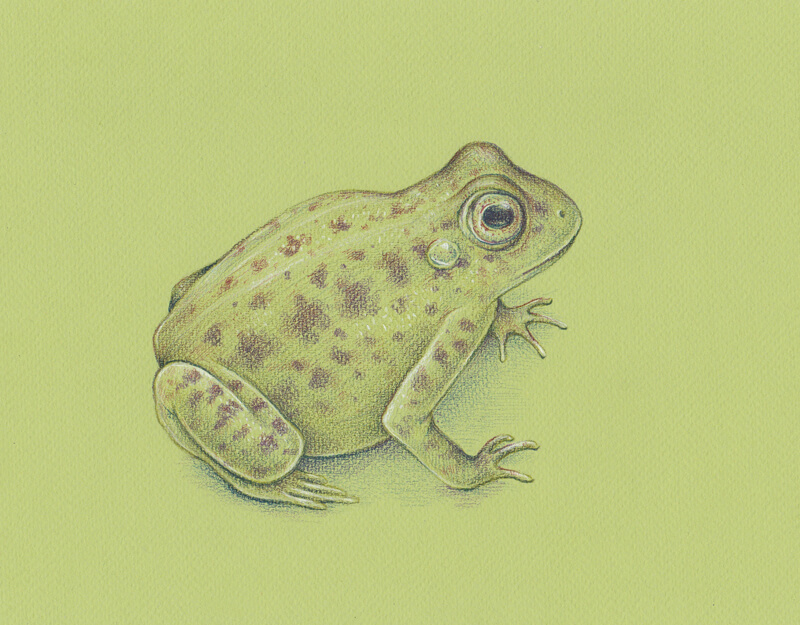 用着色石墨在青蛙上画斑点