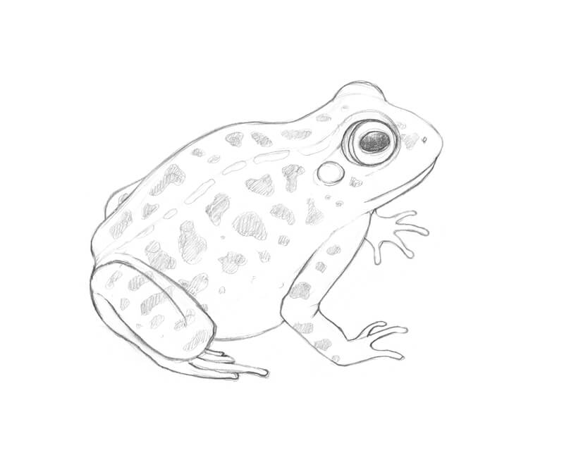 完成青蛙的铅笔素描