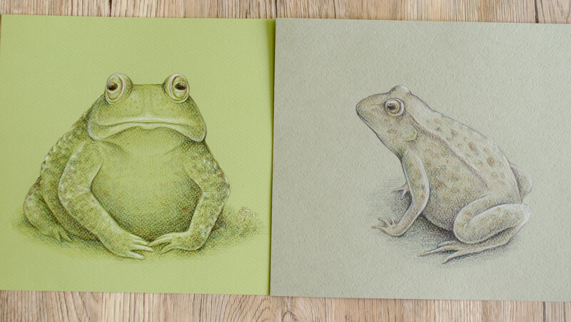 青蛙素描与石墨笔