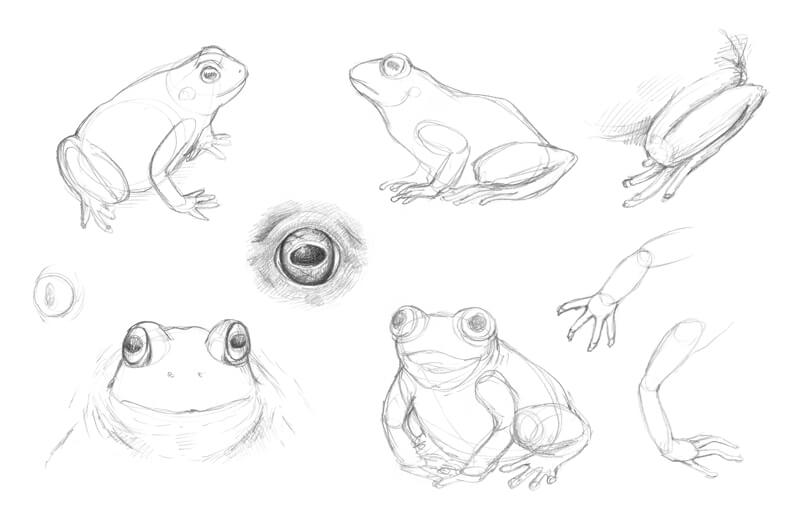 青蛙绘画研究