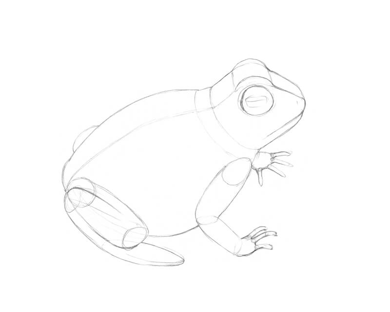 青蛙的草图