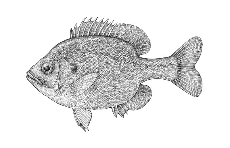 完成了一条鱼的笔墨画