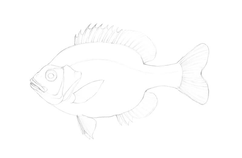 一条鱼的铅笔素描