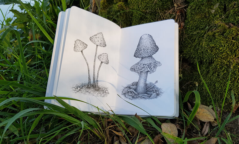 蘑菇画在速写本上