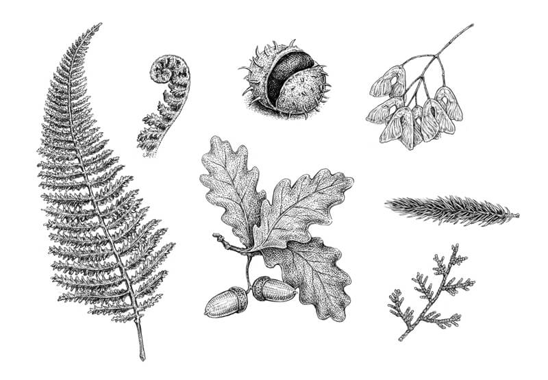 植物标本用钢笔和墨水画