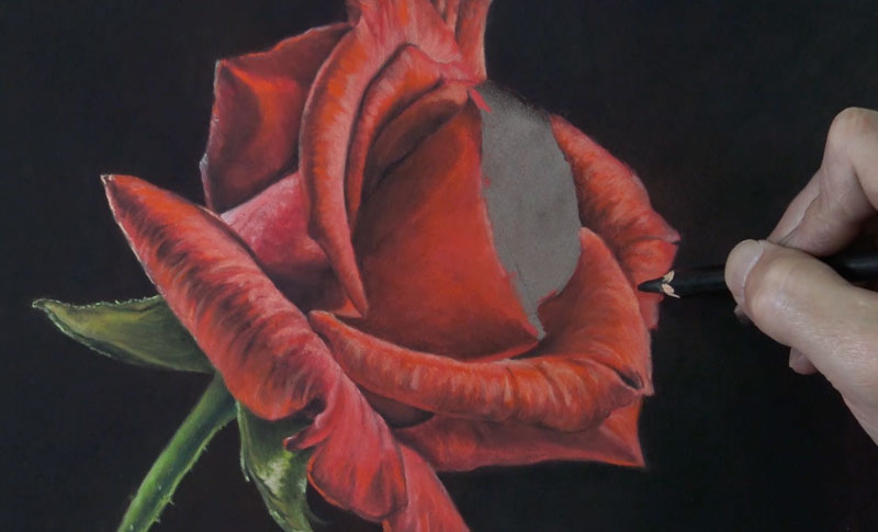 画最后一朵玫瑰花瓣在玫瑰的右边