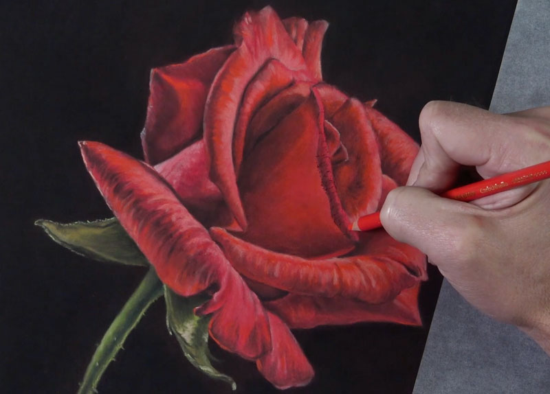 如何用粉彩画一朵玫瑰