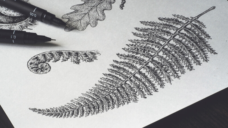 植物标本,温柔的用墨水画
