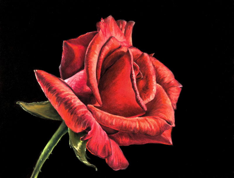用粉彩画一朵玫瑰