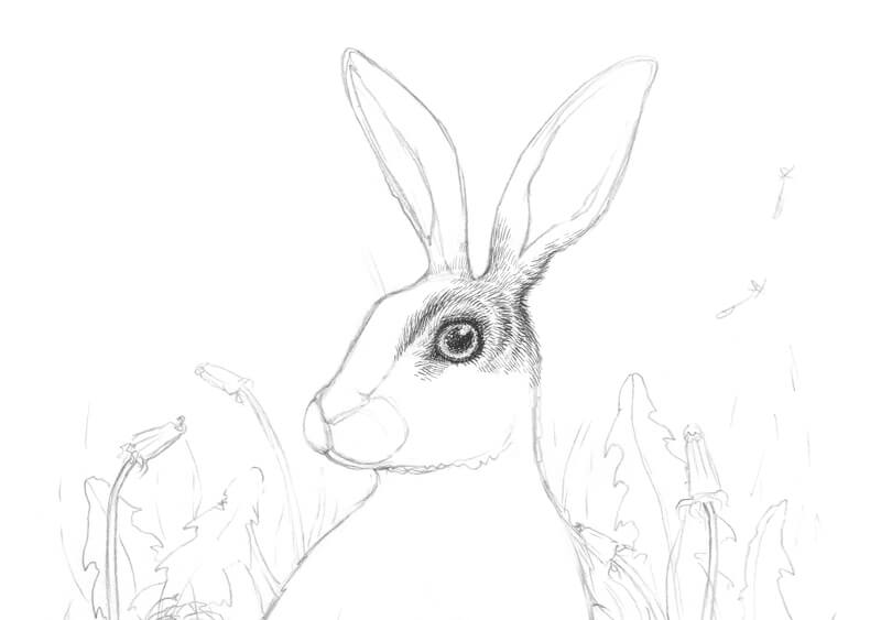 画兔子眼睛周围的毛