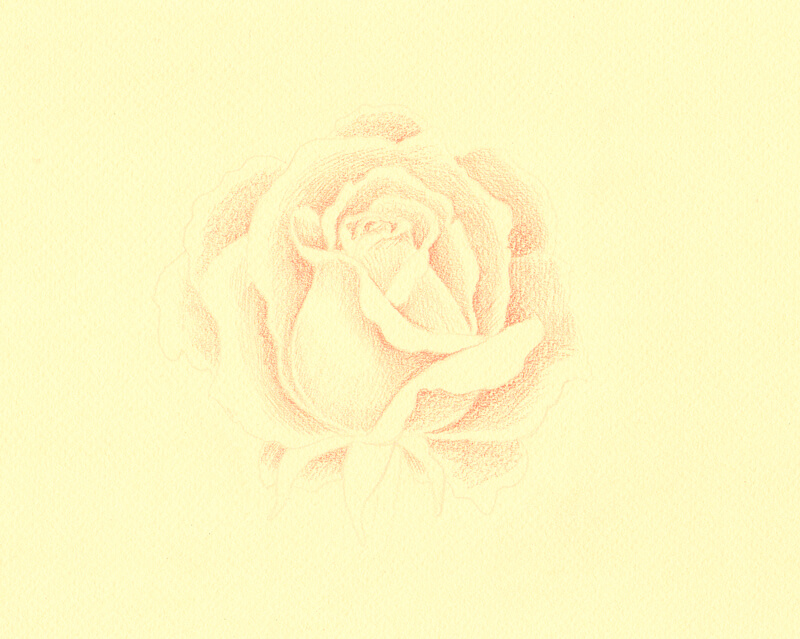 用彩色铅笔勾勒出玫瑰的轮廓，并添加深色的位置
