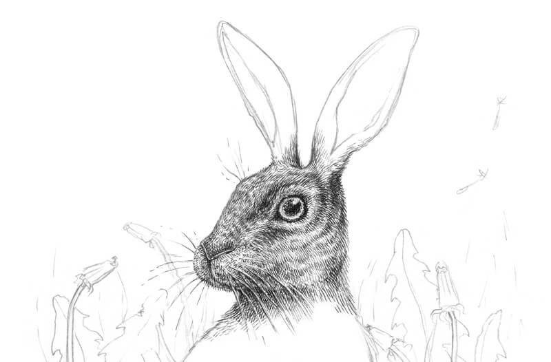 在兔子的口鼻上画出皮毛的纹理