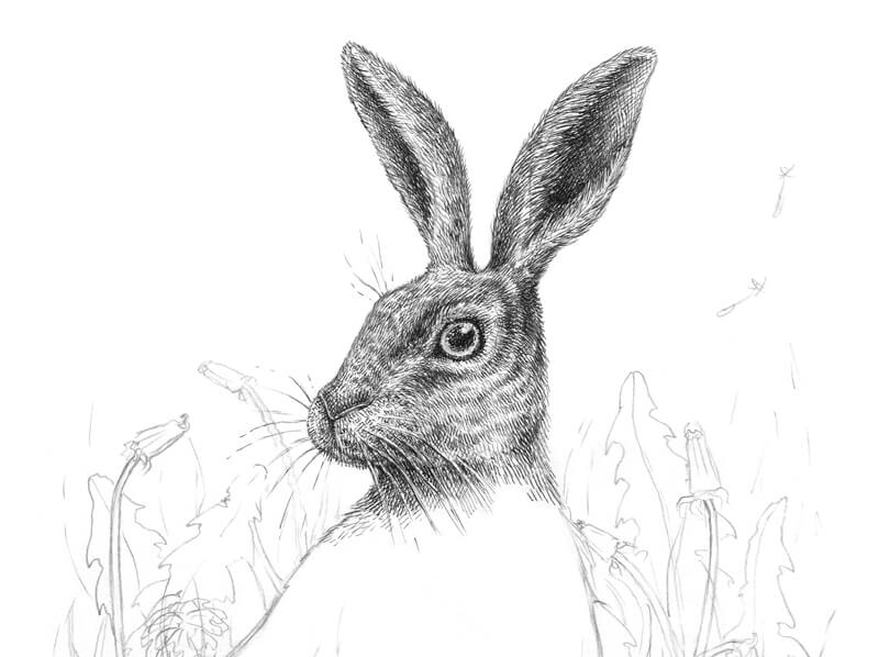 用墨水画兔子耳朵