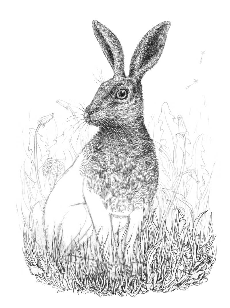 把草画在兔子面前