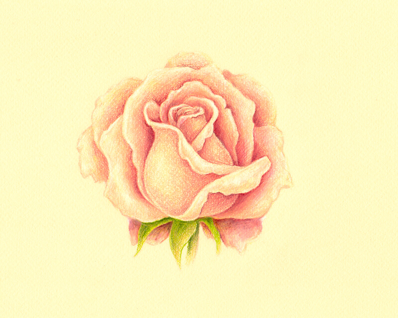 在玫瑰上涂抹彩色铅笔
