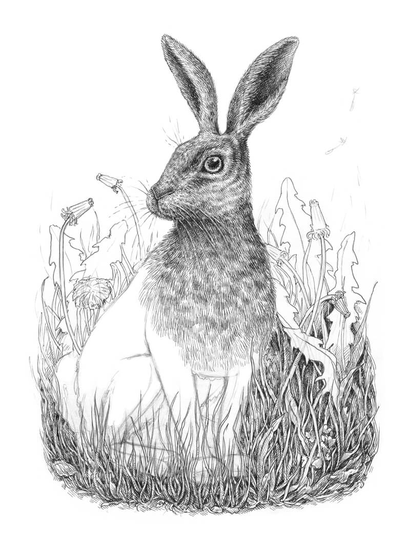 在兔子后面画草作为背景