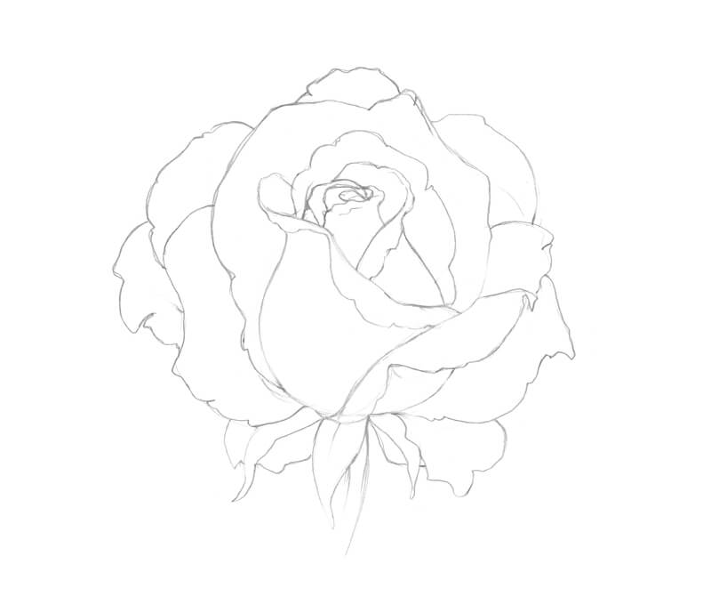 完成玫瑰轮廓草图