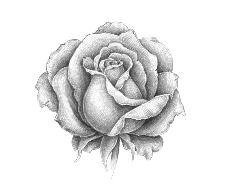 铅笔素描玫瑰