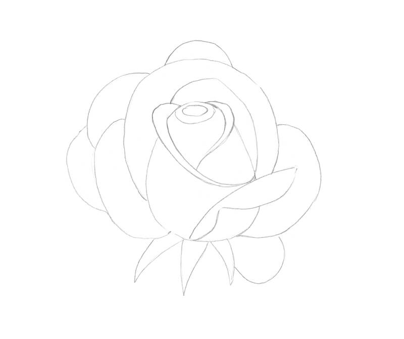 玫瑰的轮廓草图