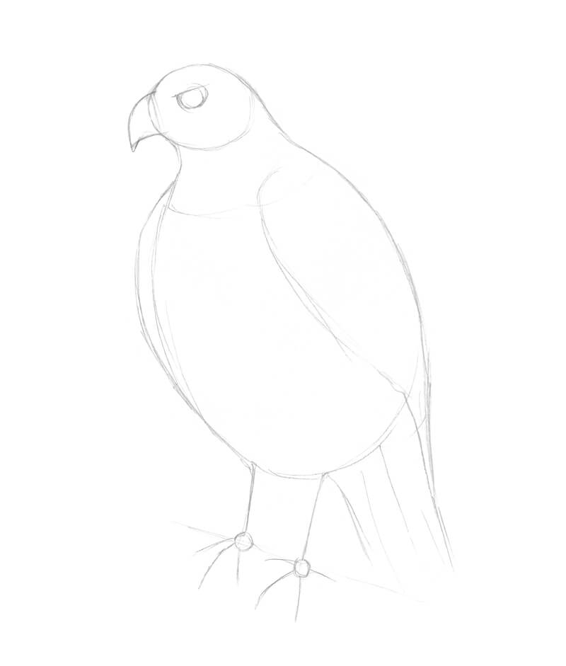 画出猎鹰身体的基本形状