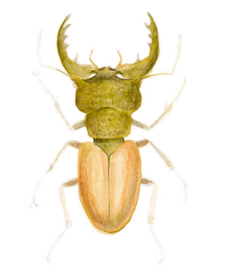 用水彩铅笔画一只雄鹿甲虫