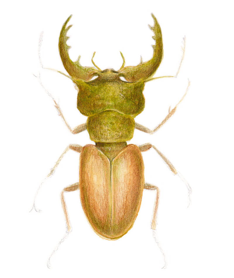 将绿色和棕色添加到雄鹿甲虫的绘画中