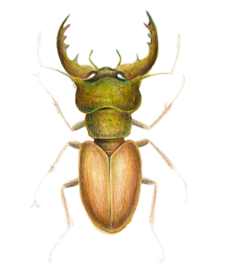 给我们画的雄鹿甲虫增加了亮色