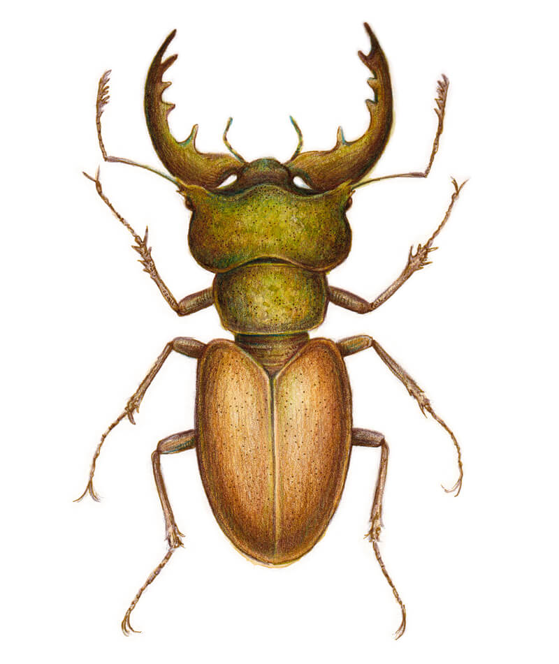 如何用混合介质绘制雄甲虫