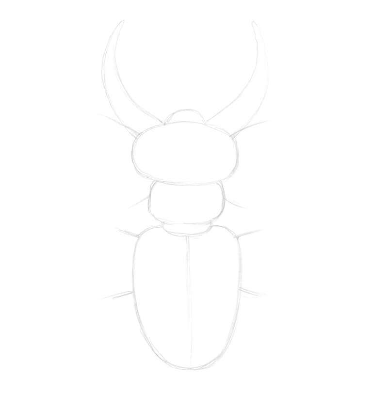 画一只鹿甲虫的基本形状