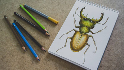 如何画一只牡鹿甲虫-综合媒体课