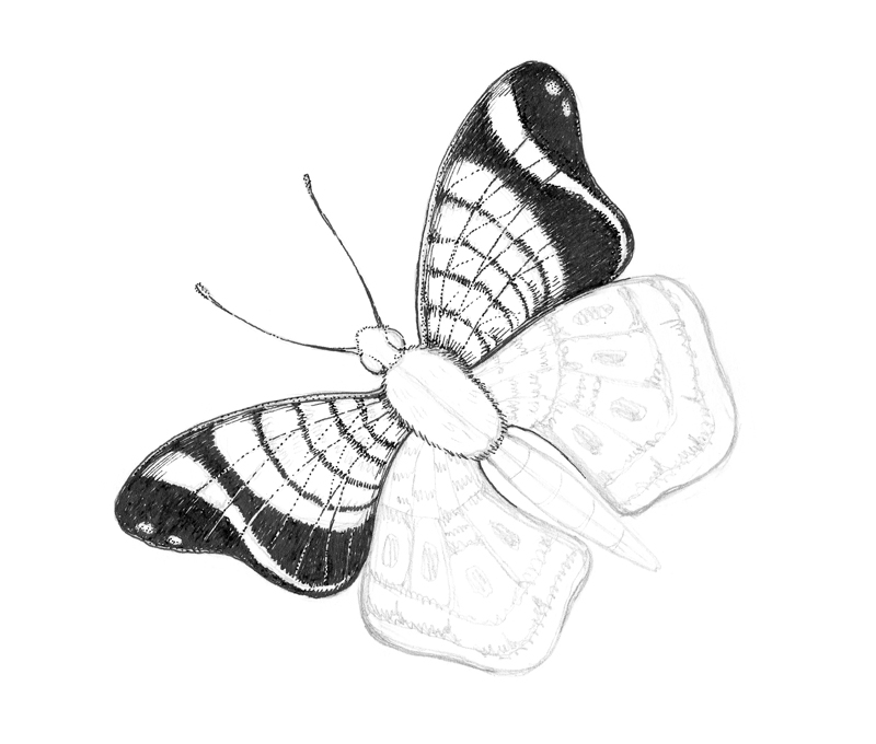 概述了蝴蝶用墨水的深色斑点