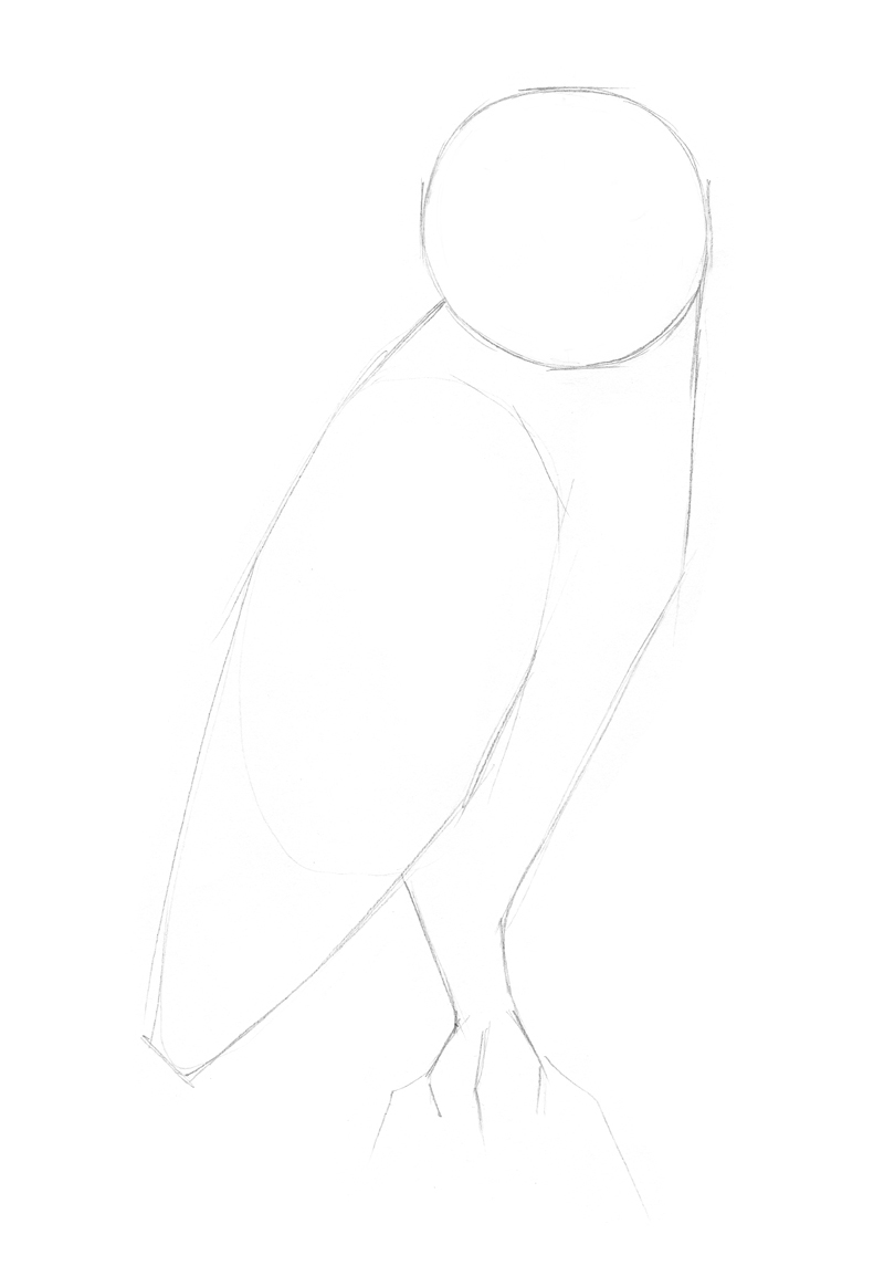 描绘猫头鹰的身体