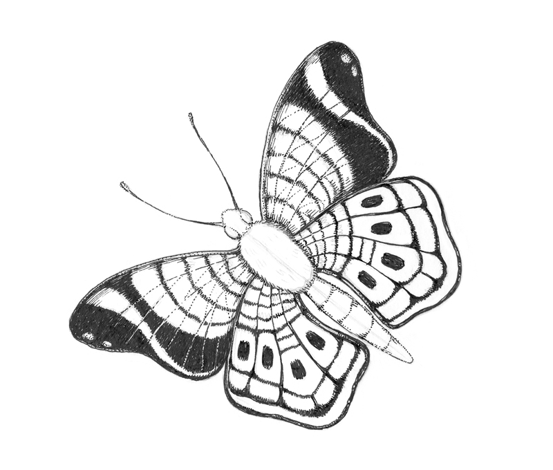 添加墨水蝴蝶的翅膀