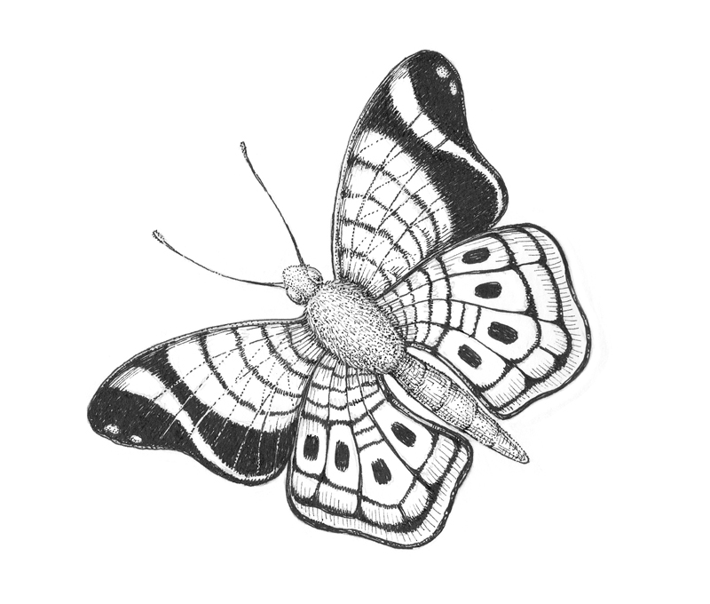 创建纹理的蝴蝶用墨水