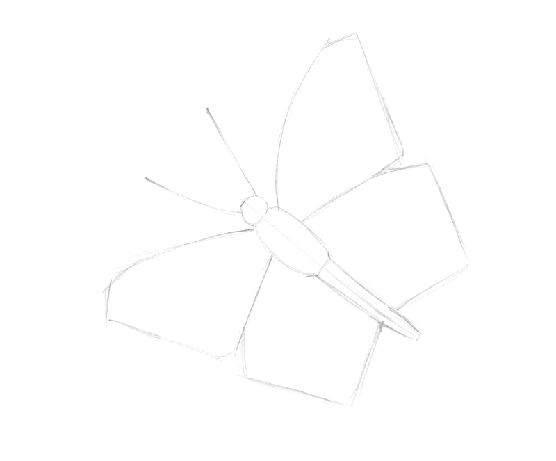 蝴蝶素描的基本形状