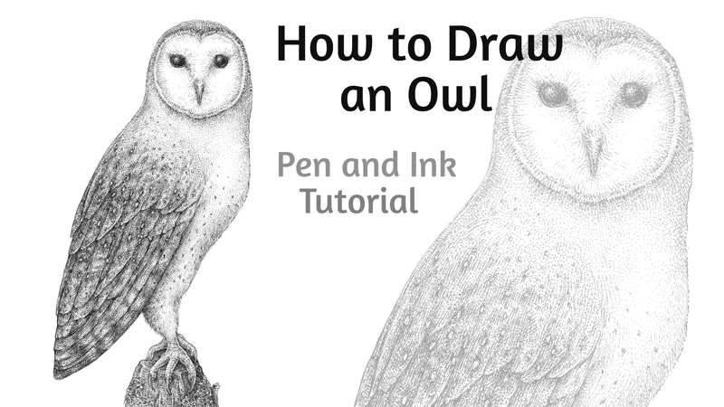如何用钢笔和墨水画一只猫头鹰