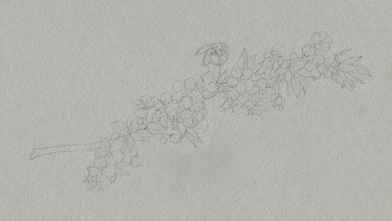 在调色的灰色纸上画樱花的轮廓线