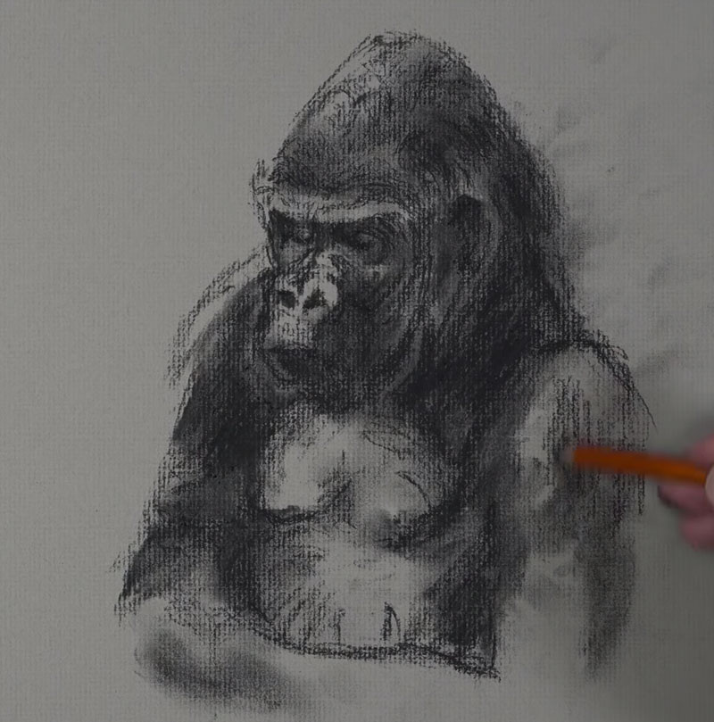 大猩猩素描-步骤3 -添加线条与炭笔