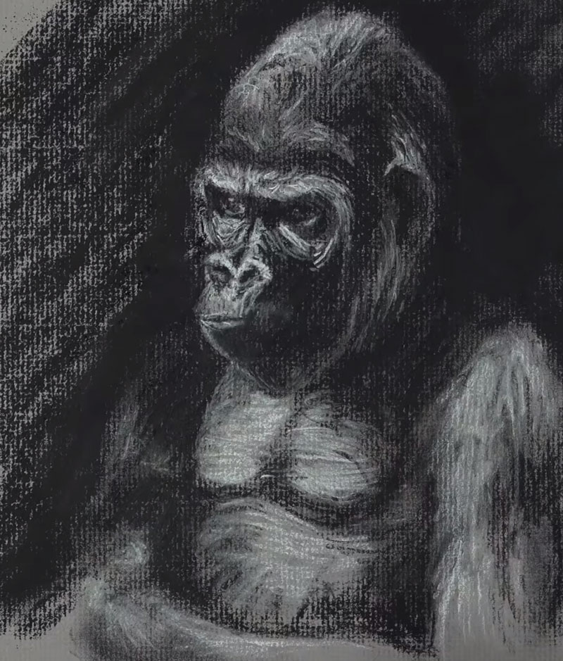 大猩猩素描-步骤5 -添加深色背景