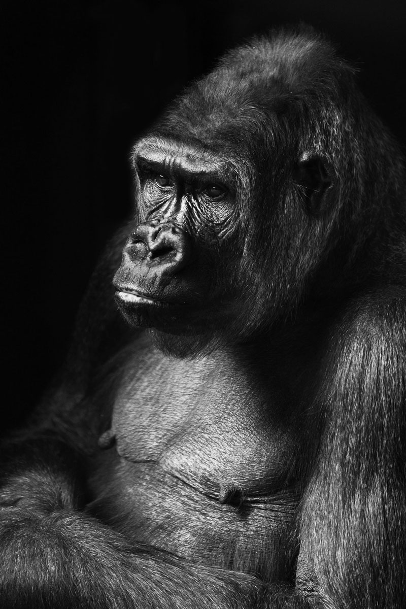 大猩猩绘图-照片参考